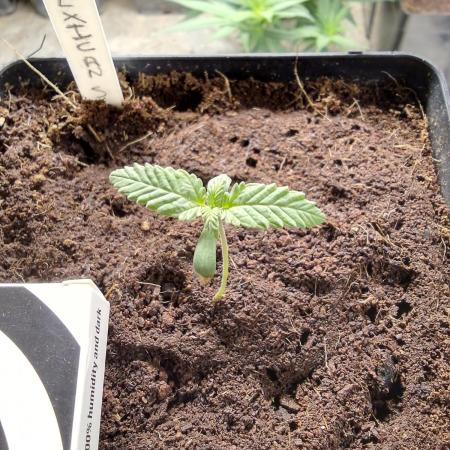 MEXICAN SATIVA