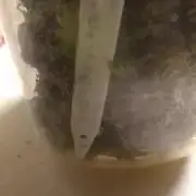 SUNSET SHERBET GO FAST