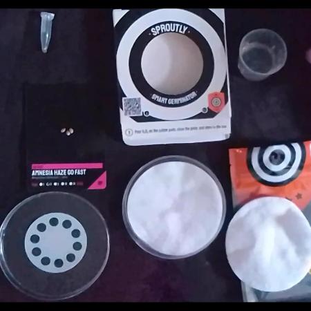 AMNESIA HAZE GO FAST kannabia seed's