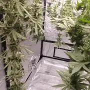 SUNSET SHERBET GO FAST