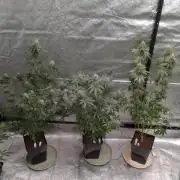 PURE SKUNK 