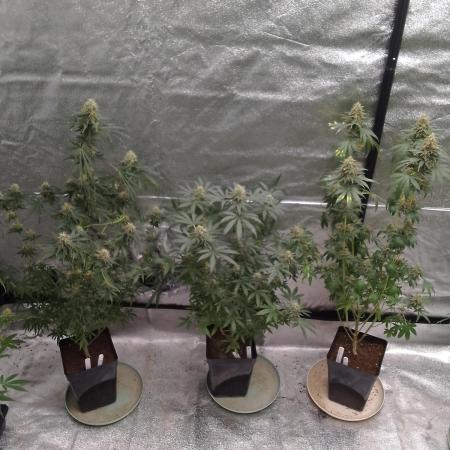 PURE SKUNK 