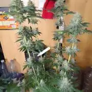 PURE SKUNK 