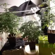 PURE SKUNK 