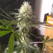 PURE SKUNK 
