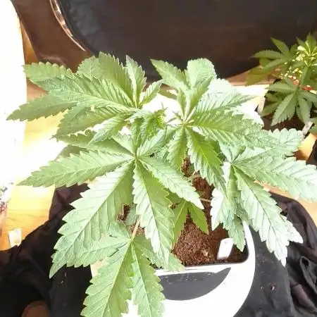 PURE SKUNK 