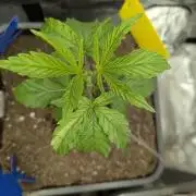 Joanne´s CBD