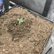 Eternity Grow Cup 2026 -Sticky Broccoli