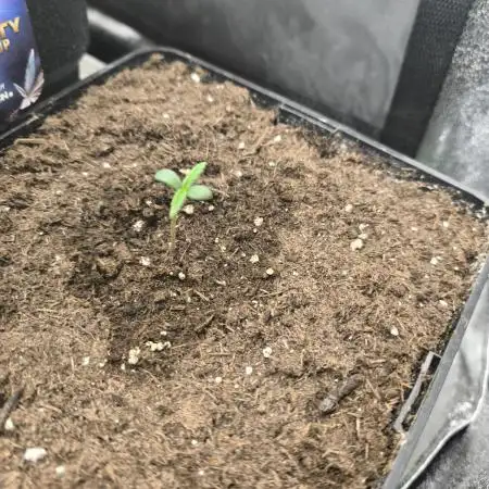 Eternity Grow Cup 2026 -Sticky Broccoli