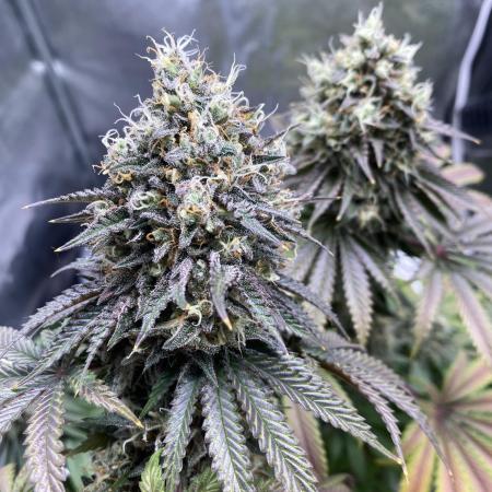 Chocolate Mint OG