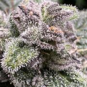 Eternity Grow Cup 2026 ^Sticky Broccoli^