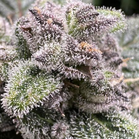 Eternity Grow Cup 2026 ^Sticky Broccoli^