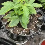 Eternity Grow Cup 2026 ^Sticky Broccoli^