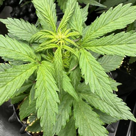 Eternity Grow Cup 2026 ^Sticky Broccoli^