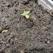 Eternity Grow Cup 2026 ^Sticky Broccoli^