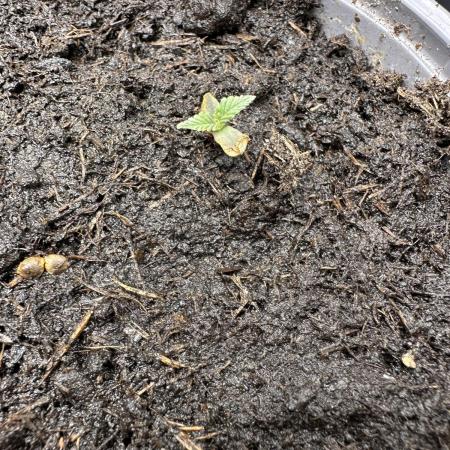 Eternity Grow Cup 2026 ^Sticky Broccoli^