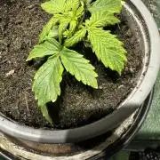 Eternity Grow Cup 2026 ^Sticky Broccoli^