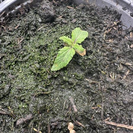 Eternity Grow Cup 2026 ^Sticky Broccoli^