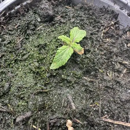 Eternity Grow Cup 2026 ^Sticky Broccoli^