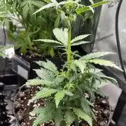 Eternity Grow Cup 2026 ^Sticky Broccoli^