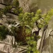 Zamnesia Seeds Wedding Cake Automatic grow journal by Haggsn - GrowDiaries