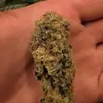 Super Sativa Seed Club