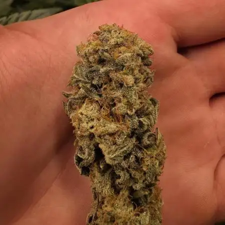 Super Sativa Seed Club