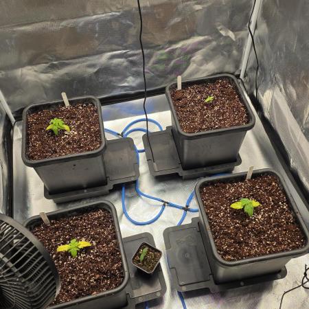 100x100x200 Autopots run