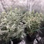 100x100x200 Autopots run