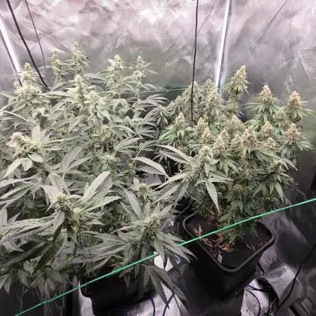 100x100x200 Autopots run