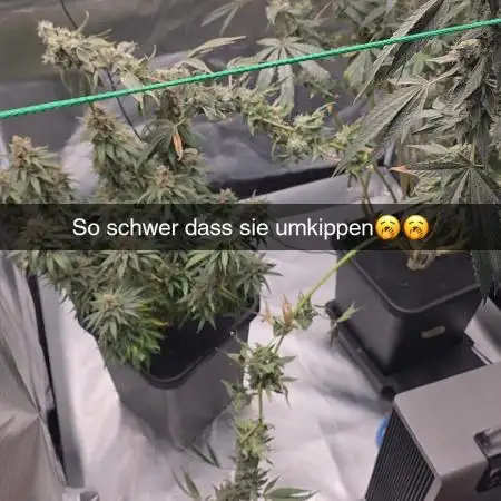 100x100x200 Autopots run