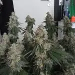 100x100x200 Autopots run