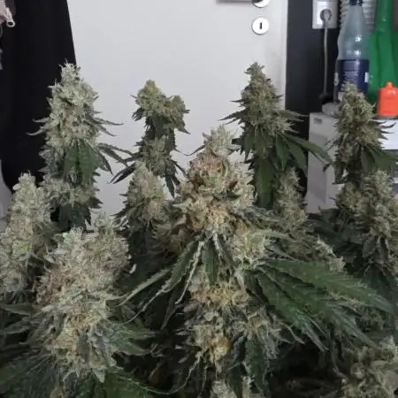 100x100x200 Autopots run
