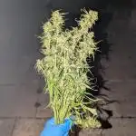 Wedding Cake Auto by RQS