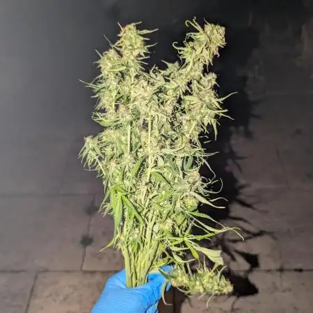 Wedding Cake Auto by RQS