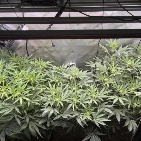 Elite Cut Genetics