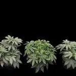 Elite Cut Genetics