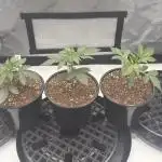 Running it back with Elite Cut Genetics