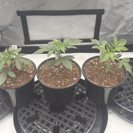 Running it back with Elite Cut Genetics