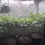 Elite Cut Genetics