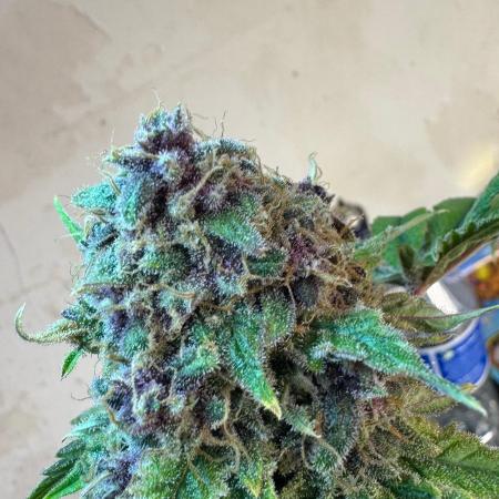 UKHTA fruitgum x wgc