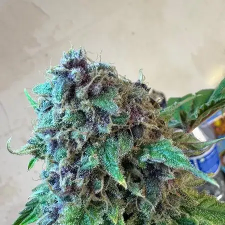 UKHTA fruitgum x wgc