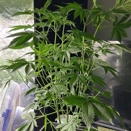 UKHTA fruitgum x wgc