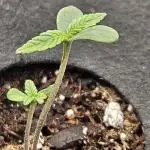 California Snow - Fast Buds