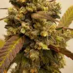 AFK- Apple Friter Kush