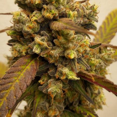 AFK- Apple Friter Kush