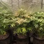 Gorilla Glue #4 from Mediseed Man