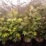 Grow#6 Crystal from Mediseedman