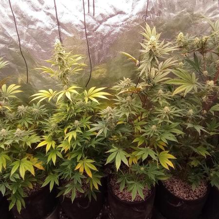 Grow#6 Crystal from Mediseedman