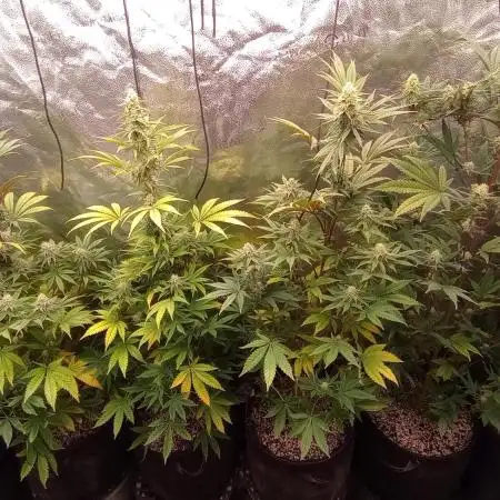 Grow#6 Crystal from Mediseedman